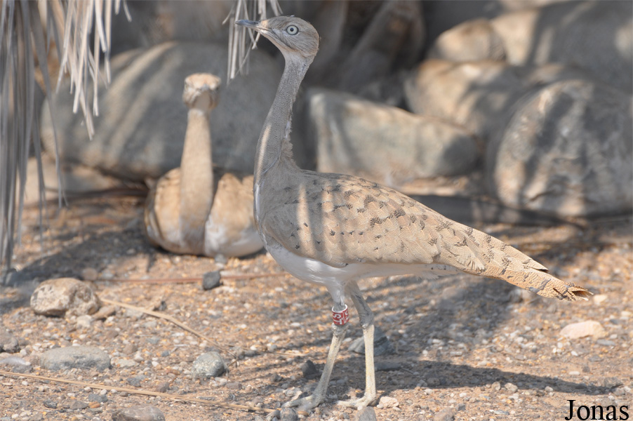 Sharjah Desert Park
