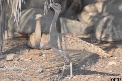 Sharjah Desert Park