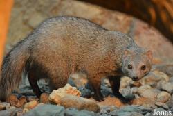 Ichneumia albicauda