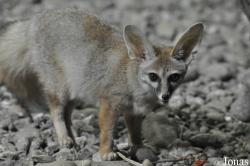 Vulpes cana