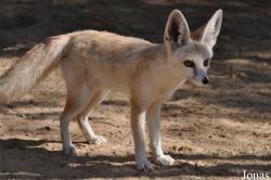 Vulpes rueppellii sabaea