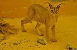 Caracal caracal