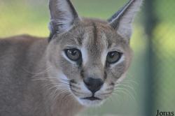 Caracal caracal