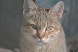 Felis silvestris gordoni