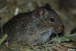 Arvicanthis niloticus