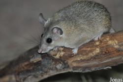 Acomys cilicicus