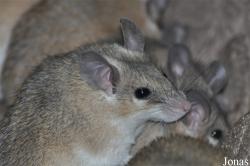 Acomys cahirinus cahirinus