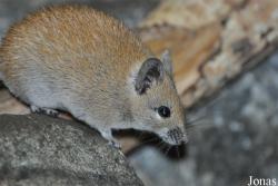 Acomys russatus