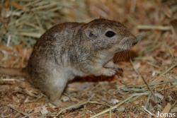 Meriones hurrianae