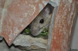 Rattus rattus