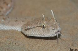 Cerastes gasperettii
