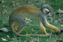 Saimiri boliviensis peruviensis