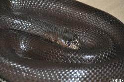 Walterinnesia aegyptia