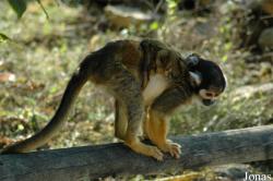 La Vallée des Singes