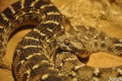 Echis carinatus
