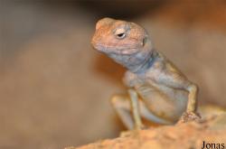 Pseudotrapelus sinaitus