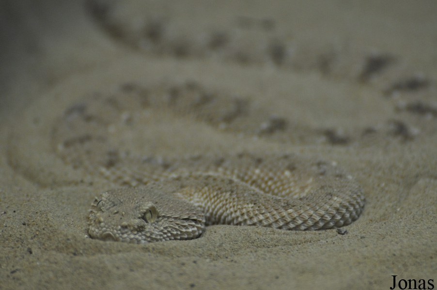 Sharjah Desert Park