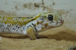 Teratoscincus scincus keyserlingi