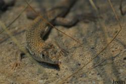 Acanthodactylus schmidti