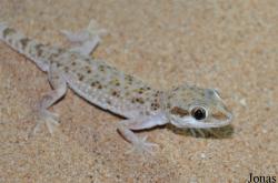 Trachydactylus hajarensis