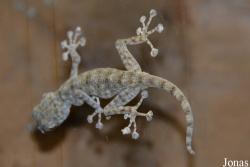 Ptyodactylus hasselquistii