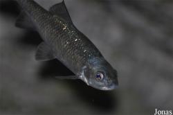 Cyprinion microphthalmum muscalensis