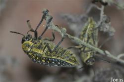 Buprestidae