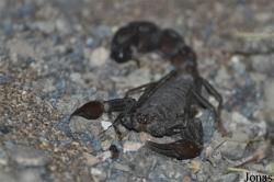 Buthidae