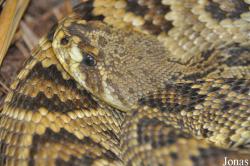 Viperidae