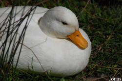 Pôle-Nature du Marais des Oiseaux