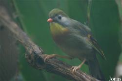 ZooParc de Beauval