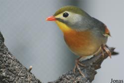 Leiothrix lutea
