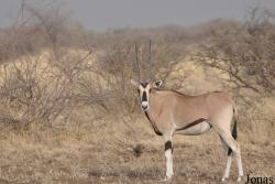 Oryx beisa