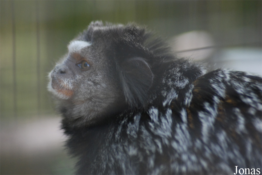 Zoo de la Palmyre