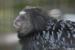 Zoo de la Palmyre