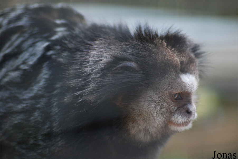 Zoo de la Palmyre