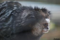 Zoo de la Palmyre