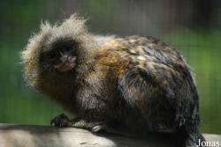 Zoo de la Palmyre