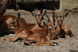 Zoo de la Palmyre