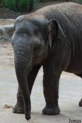 Zoo de la Palmyre