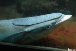 Musée Aquarium d'Arcachon