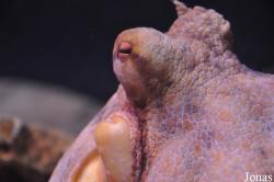 Octopoda