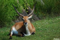 Zoo de Bordeaux-Pessac