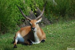 Zoo de Bordeaux-Pessac