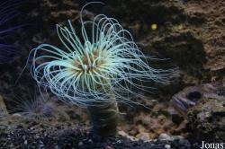 Anthozoa