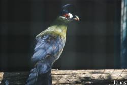 La Ferme aux Oiseaux