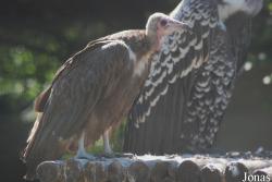 La Ferme aux Oiseaux