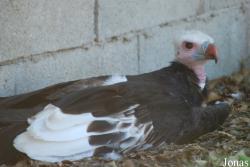La Ferme aux Oiseaux