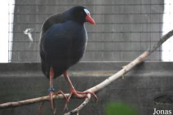 Porphyrio alleni