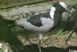 La Ferme aux Oiseaux